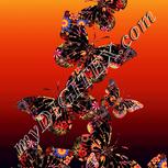 Colour:J