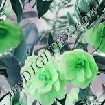 Colour:C