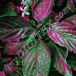 Colour:C