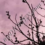 Colour:J