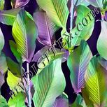 Colour:D