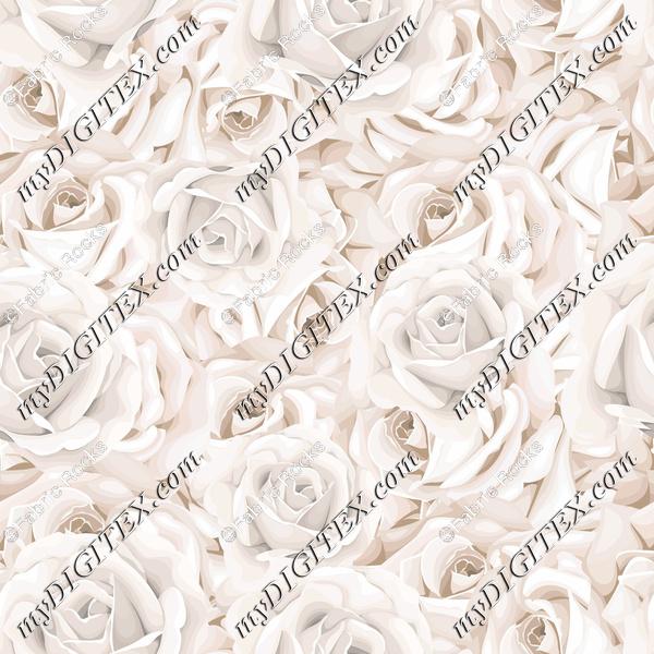 Cream Roses