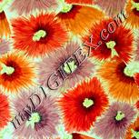 Colour:K