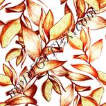 Colour:B