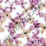 Colour:C