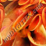Colour:A