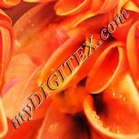 Colour:J