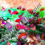 Colour:B