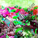 Colour:C
