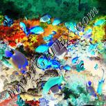 Colour:F