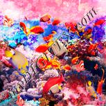 Colour:J
