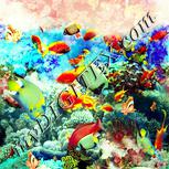 Colour:K