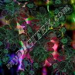 Colour:F