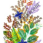Colour:A