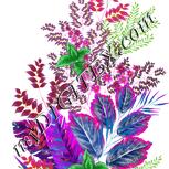 Colour:B