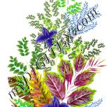 Colour:D