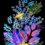 Colour:F