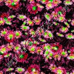 Colour:C