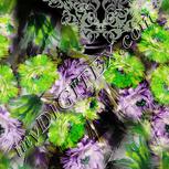Colour:D