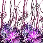 Colour:B