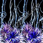 Colour:F