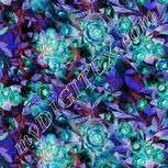 Colour:F