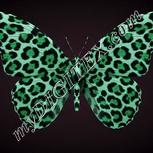 Colour:C