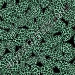 Colour:C