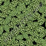 Colour:K