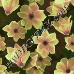 Colour:C