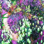 Colour:B