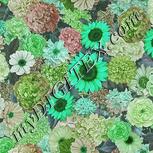 Colour:C