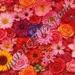 Colour:J
