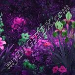 Colour:B