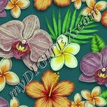 Colour:K