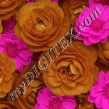 Colour:B