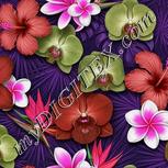 Colour:B