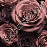 Colour:J