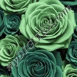 Colour:K