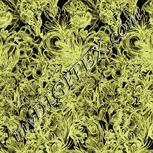 Colour:F