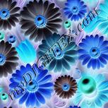 Colour:F