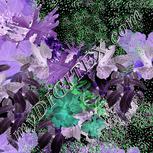 Colour:F
