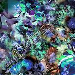 Colour:F