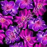 Colour:C