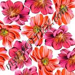 Colour:F