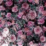Colour:B