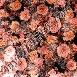 Colour:J
