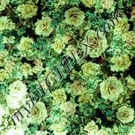 Colour:K