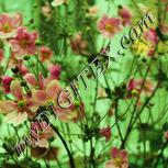 Colour:A