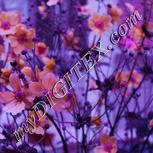 Colour:B